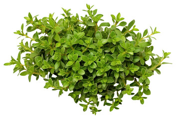 Obraz premium PNG Thyme herbs plant leaf.