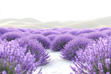 Fototapeta premium Lavender Field: A serene landscape showcases rows of vibrant lavender flowers, stretching towards the soft, hazy background of rolling hills, conveying tranquility.