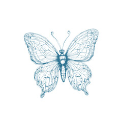 butterfly line art illustration