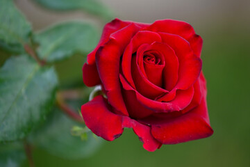 Gros plan sur une rose rouge