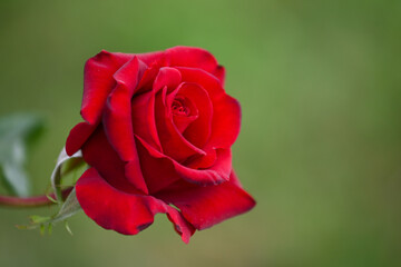 Gros plan sur une rose rouge