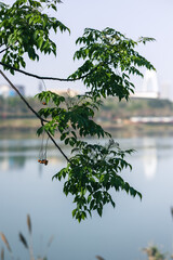 the tree in the spring