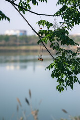 the tree in the spring