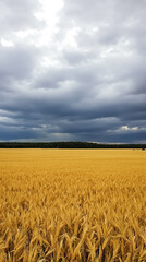 Naklejka premium vast golden wheat field under a dramatic sky