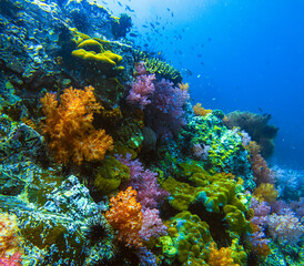 Naklejka premium Jabang Canal, a snorkeling spot. The main highlight is the seven-colored coral, a group of beautiful colorful corals on underwater rocks, Koh Lipe, Tarutao National Park, Satun Province, Thailand.