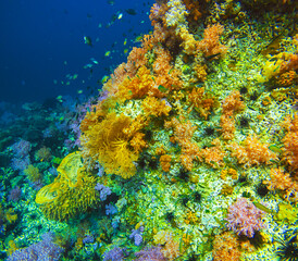 Jabang Canal, a snorkeling spot. The main highlight is the seven-colored coral, a group of beautiful colorful corals on underwater rocks, Koh Lipe, Tarutao National Park, Satun Province, Thailand.