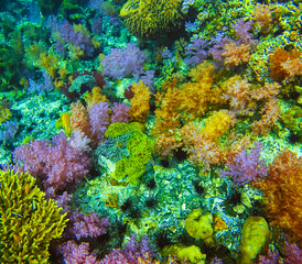 Jabang Canal, a snorkeling spot. The main highlight is the seven-colored coral, a group of beautiful colorful corals on underwater rocks, Koh Lipe, Tarutao National Park, Satun Province, Thailand.