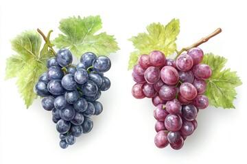 Fototapeta premium A vibrant display of red and black grapes on lush green vines ready for harvest in autumn