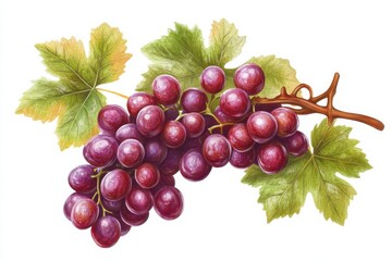 Fototapeta premium A vibrant cluster of ripe red grapes surrounded by lush green leaves during a sunny day