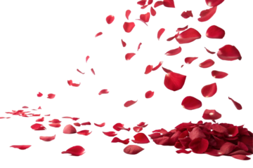 red rose petals on transparent background 