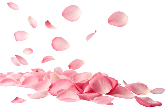 pink rose petals on transparent background  - Powered by Adobe