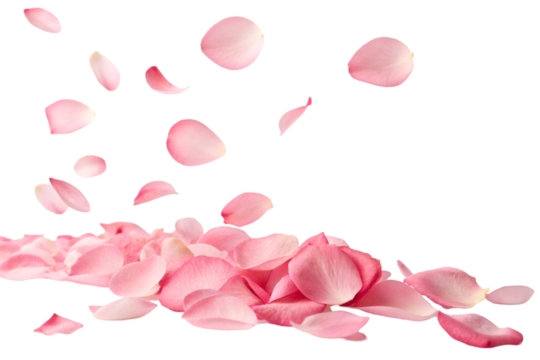 pink rose petals on transparent background 
