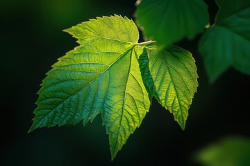 Delicate green leaves basking in the soft glow of morning light in a tranquil forest setting