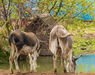 Two donkeys are drinking water from a pond