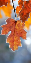 Fototapeta premium Frosty Orange Autumn Oak Leaves, Shallow Depth of Field, Bright Natural Light, Bokeh Effect