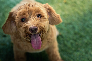 Close-up of a fluffy light brown poodle mix dog with tongue out and ears perked up, smiling joyfully on green grass in a sunny outdoor park setting with a soft blurred background