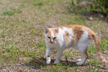 屋外を歩く可愛い野良猫