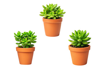 Obraz premium Small potted green succulent plants set for easy care decor