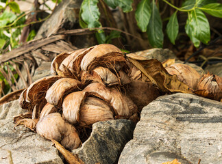 A pile of coconut shells on a rock