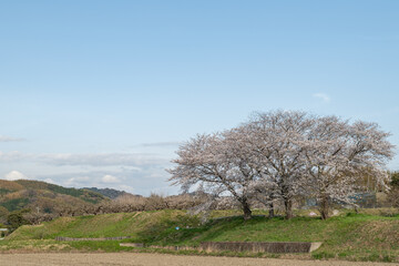 Obraz premium 桜が咲く日本の風景