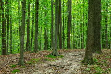 Path in green summer forest