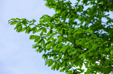 young beech leaves as a background
