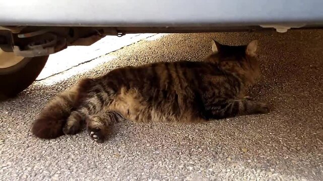 Chat tigr&eacute; sous un v&eacute;hicule