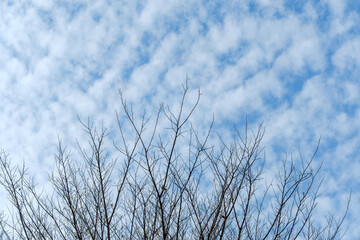 Obraz premium 冬空に伸びる木の枝と雲