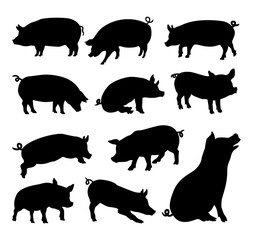 set of vector pig image silhouette