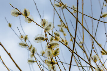 Spring willow branches against the blue sky. Selective focus