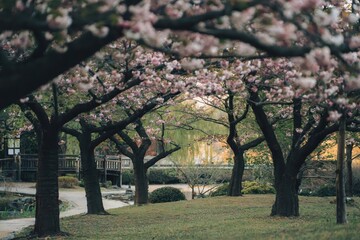 Fototapeta premium Cherry blossom festival celebration city park nature photography serene environment eye-level view seasonal beauty