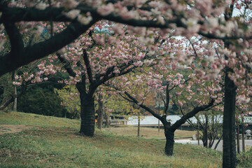 Fototapeta premium Cherry blossom trees blooming in a serene park nature photography tranquil environment close-up view