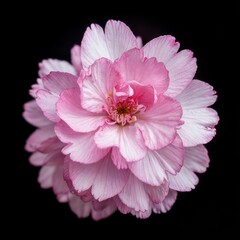 Blooming cherry blossom flower nature close-up black background botanical beauty detailed view floral concept