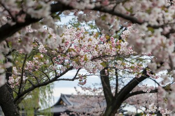 Fototapeta premium Cherry blossom festival celebration in kyoto japan - nature’s beauty in a serene urban environment