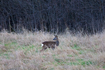 Female Roe Deer near woodland, County Durham, England, UK.