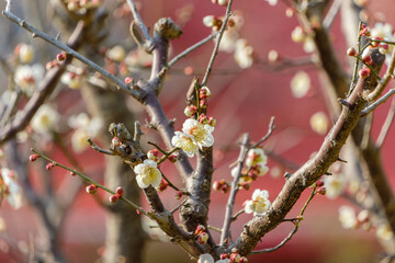 春を告げる白梅の花
