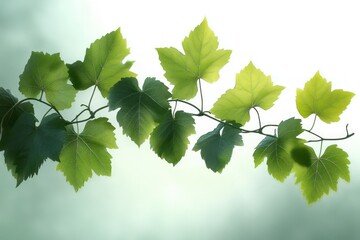 Minimalist Modern Art Grape Vine Leaves Elegant Simplicity Natural Botanical Decoration