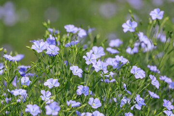 Obraz premium 北海道当別町、澄んだブルーの花を咲かせる亜麻【7月】