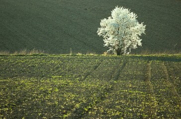 Kwitnące samotne drzewo wśród pól 