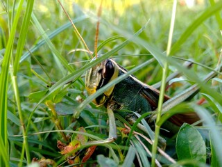Grasshopper on grass