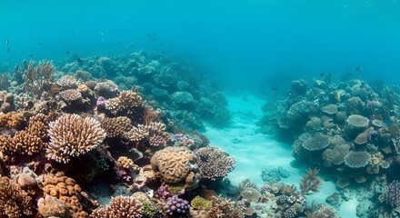 Fototapeta premium Lush coral reef ecosystem with diverse marine life in clear turquoise waterscape view