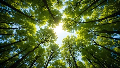 Fototapeta premium Lush forest canopy sunlight filtering through green leaves in upward view majestic scene