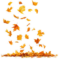 Autumn Leaves PNG on transparent background