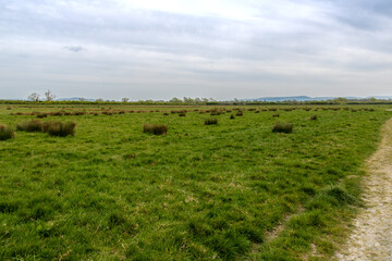 Fototapeta premium Landscape with a field. 