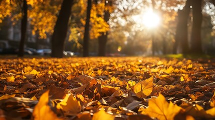 Golden Autumn Leaves Cover Ground Under Sunlight Shining Through Trees