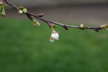 spring bloom on cherry branch