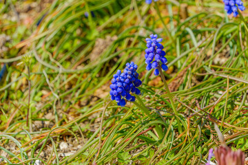 ムスカリの咲く春の草むら