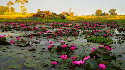 Pink water lilies blooming across a peaceful pond at sunrise, with rustic huts and golden rice fields in the background.