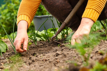 Woman working in a vegetable garden during spring, pulling weeds with a hoe between the beds. Hands actively engaged in planting and maintaining crops