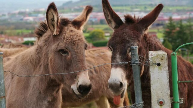 Two donkeys stand by a fence, interacting with each other on world donkey day